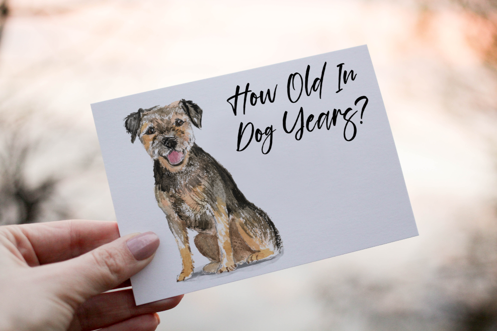 Boarder Terrier Dog Birthday Card, Dog Birthday Card